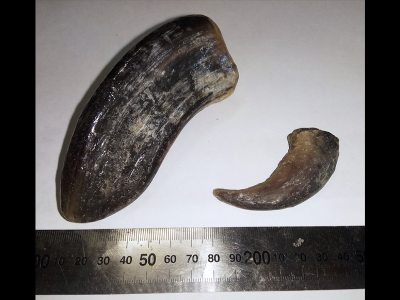 The real sizes of some things: 20 examples with comparison! The real sizes of some things: 20 examples with comparison!