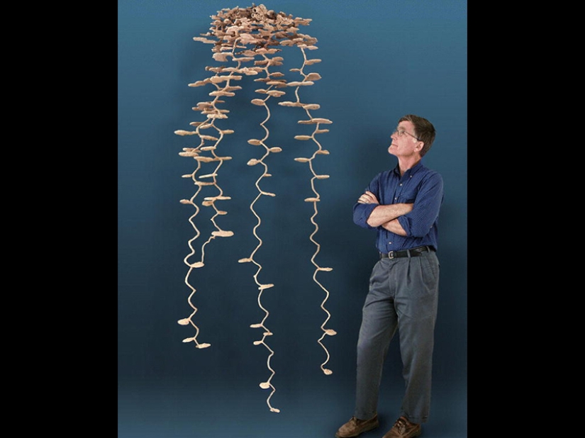 The real sizes of some things: 20 examples with comparison! The real sizes of some things: 20 examples with comparison!