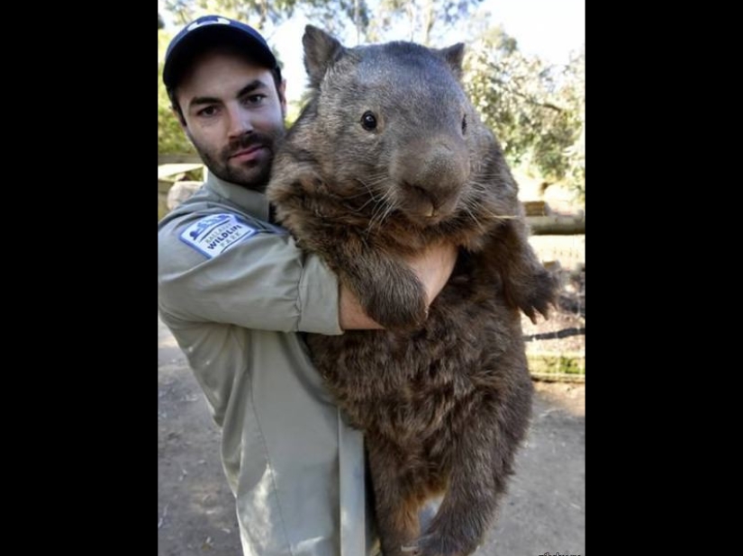 The real sizes of some things: 20 examples with comparison! The real sizes of some things: 20 examples with comparison!