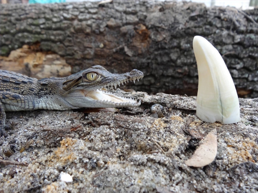 The real sizes of some things: 20 examples with comparison! The real sizes of some things: 20 examples with comparison!