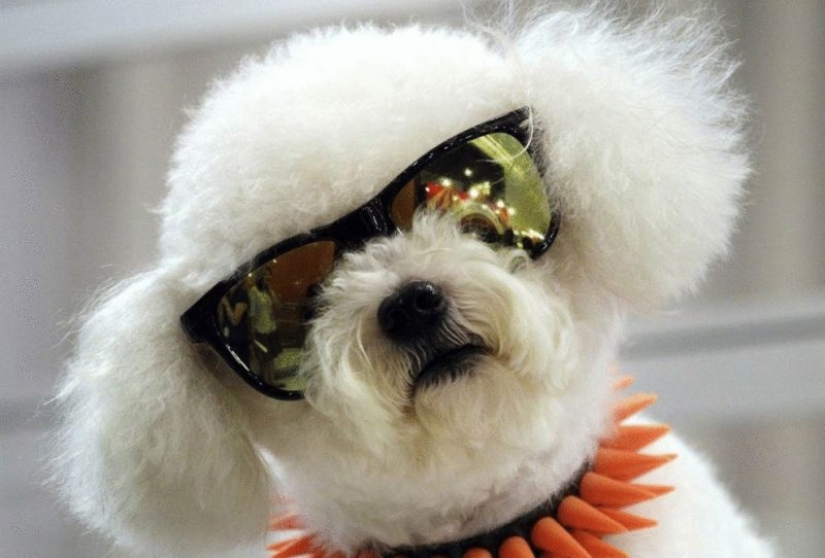 The richest animals in the world