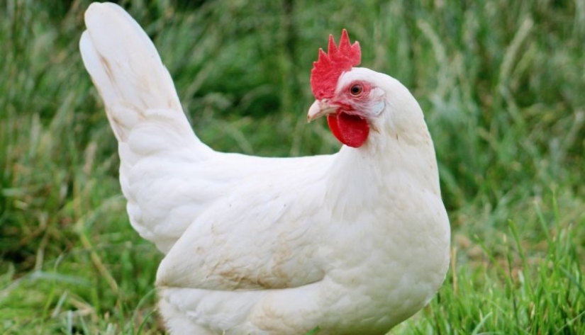 The richest animals in the world