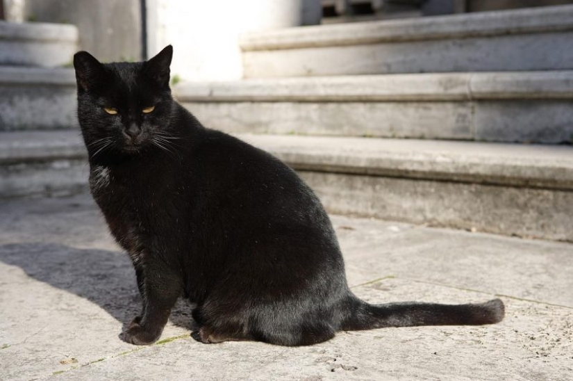 The richest animals in the world