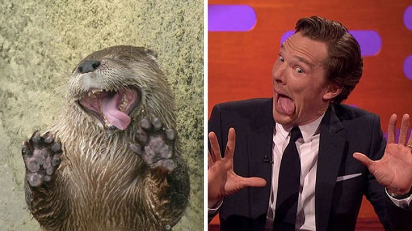 The rumors were confirmed: Benedict Cumberbatch is an otter!