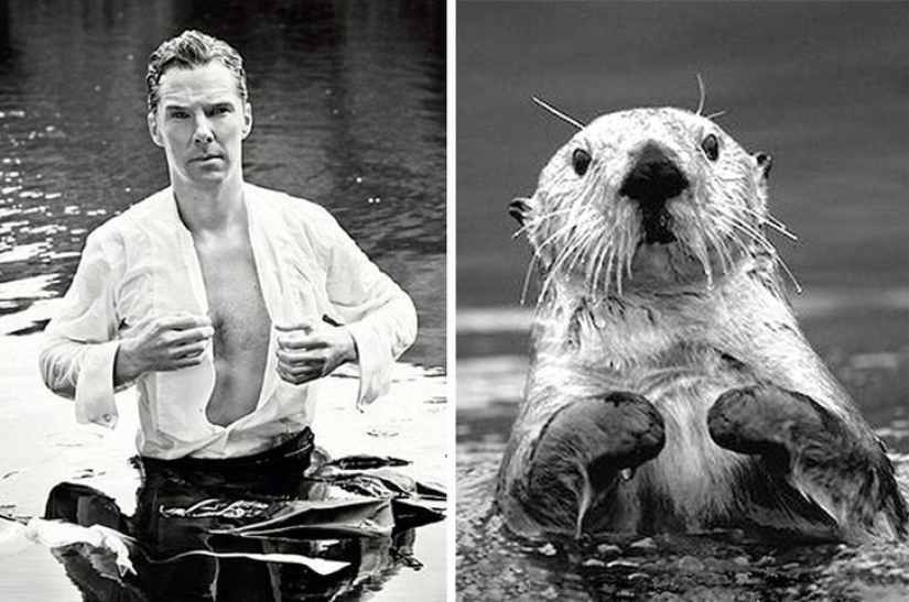 The rumors were confirmed: Benedict Cumberbatch is an otter!