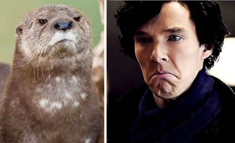 The rumors were confirmed: Benedict Cumberbatch is an otter!