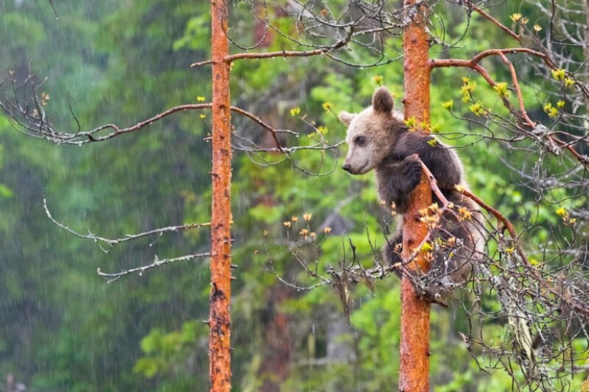 The Russian Geographical Society has determined the winners of the VII photo contest “The most beautiful country” The Russian Geographical Society has determined the winners of the VII photo contest “The most beautiful country”