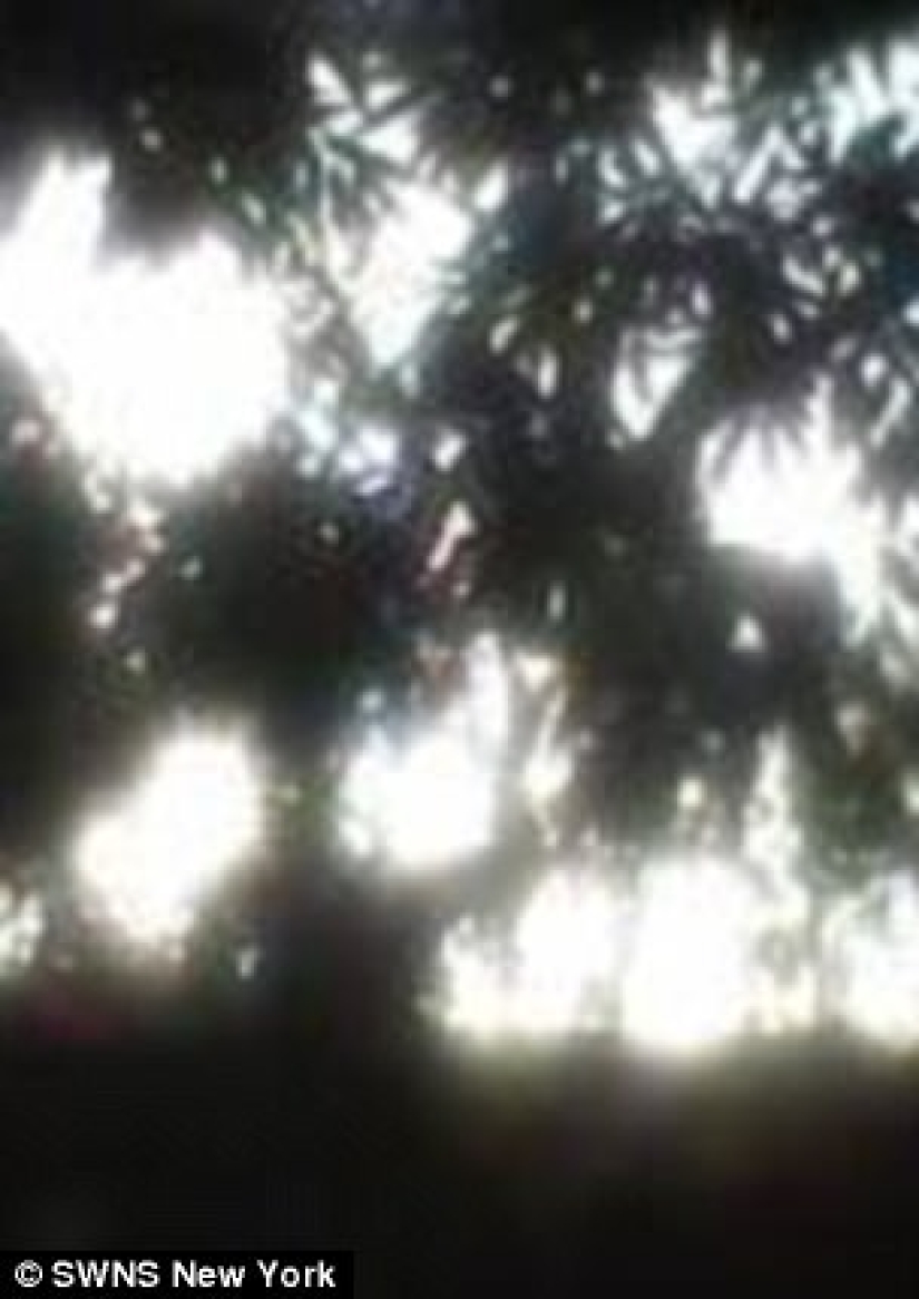 The scammer wanted to breed a blogger for money, and instead of sending him, he offered a deal