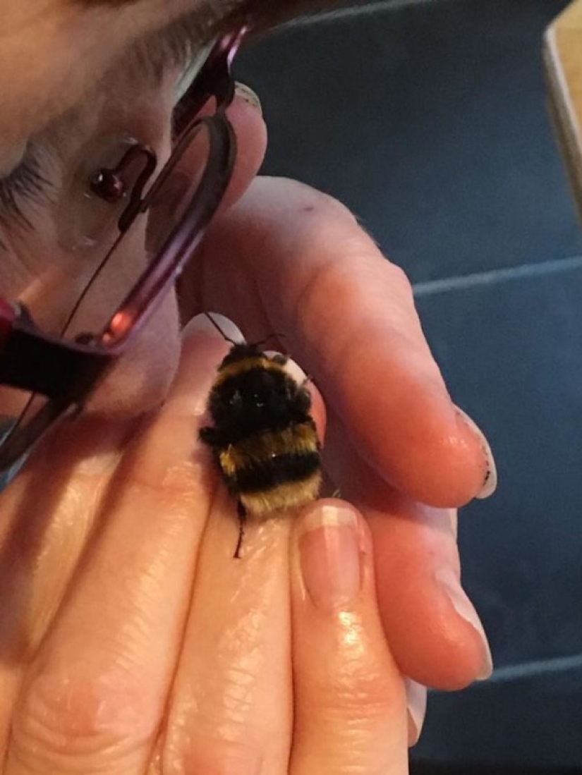 The Scotswoman got at home not a kitten, not a puppy, but a wingless bumblebee