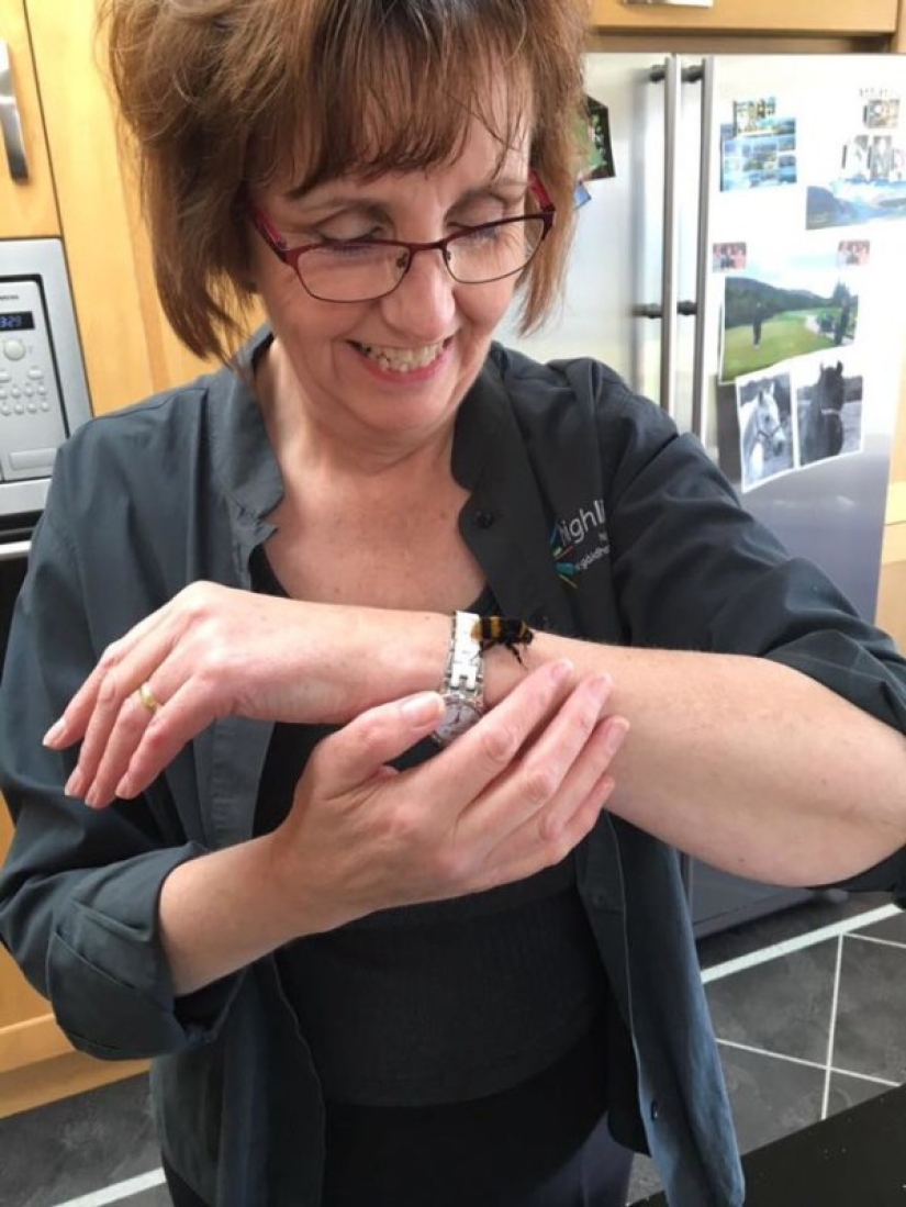 The Scotswoman got at home not a kitten, not a puppy, but a wingless bumblebee