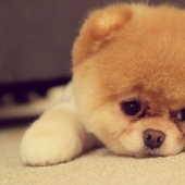 The smallest dog breeds in the world