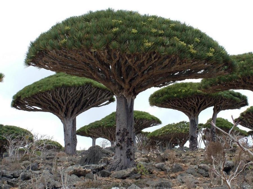 The strangest trees in the world