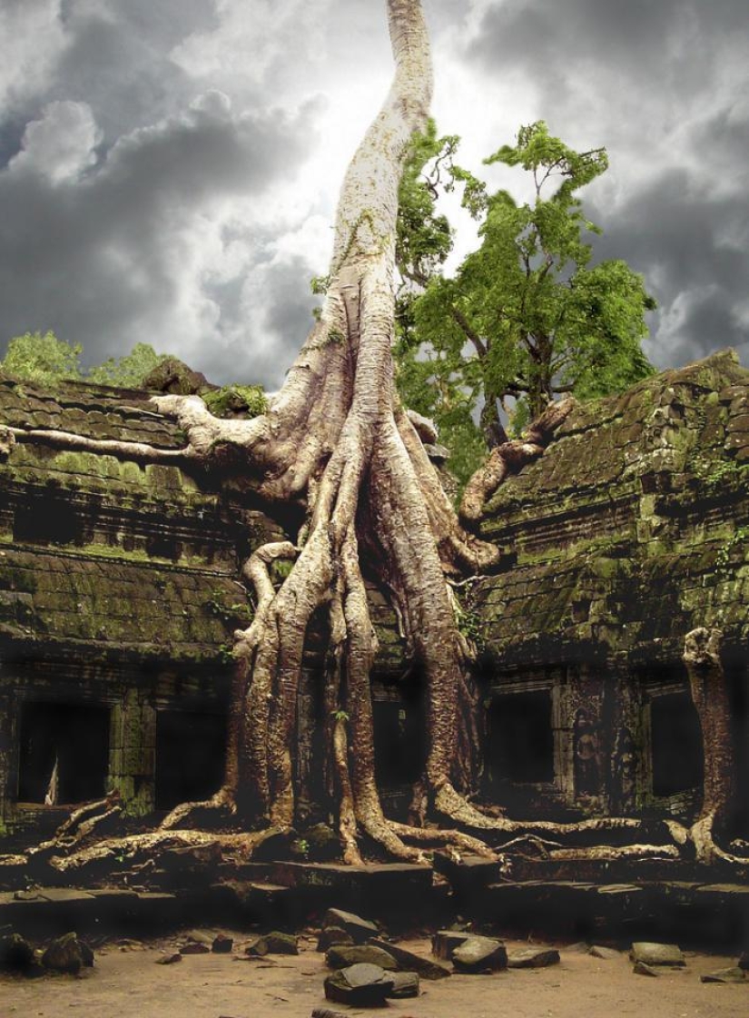 The strangest trees in the world