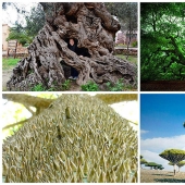 The strangest trees in the world