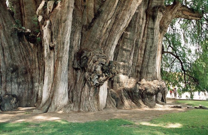 The strangest trees in the world