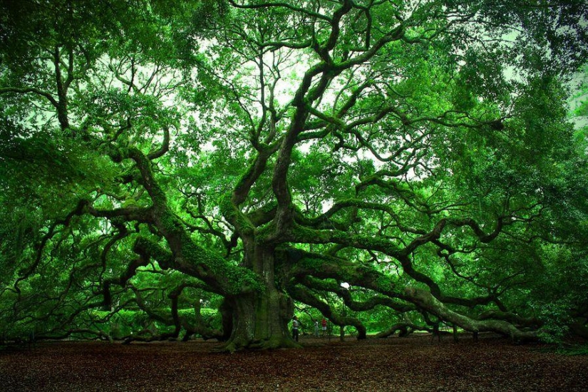 The strangest trees in the world