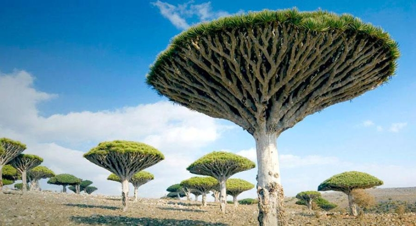 The strangest trees in the world