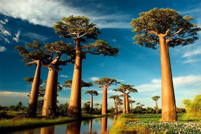 The strangest trees in the world