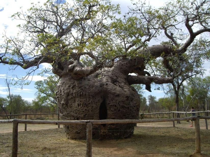 The strangest trees in the world