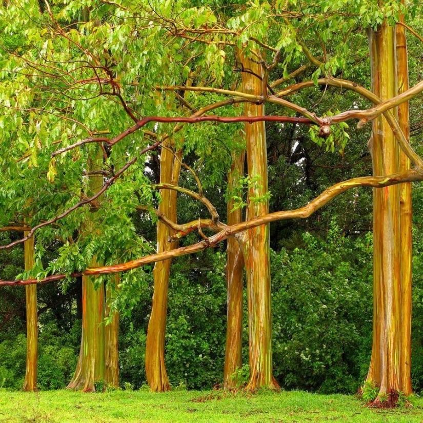 The strangest trees in the world