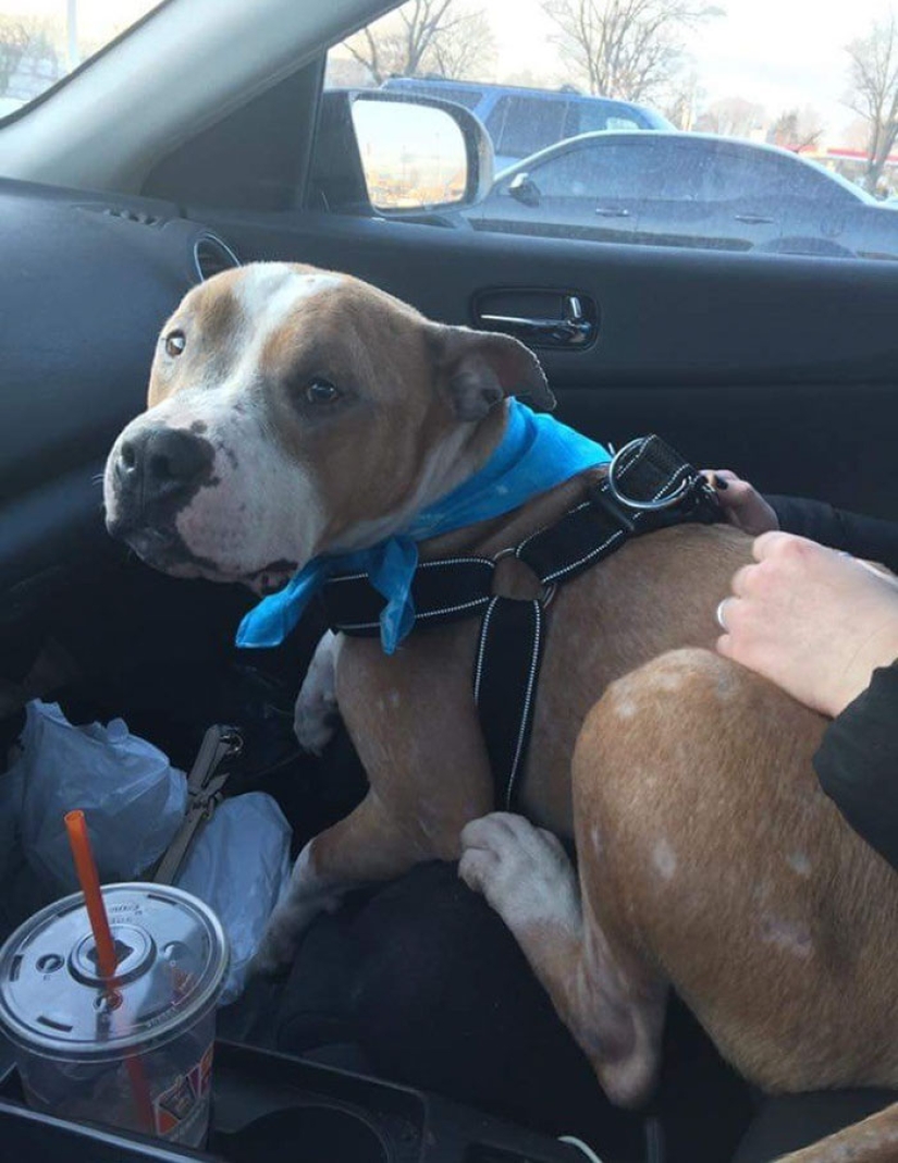 The student took the pit bull from the shelter, and he can't stop hugging her