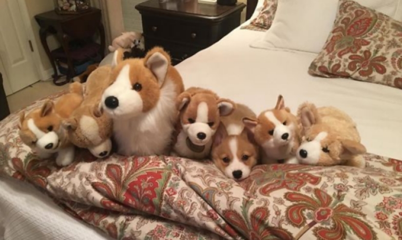 The third extra: masters of disguise, which even an Indian Sharp Eye will not find