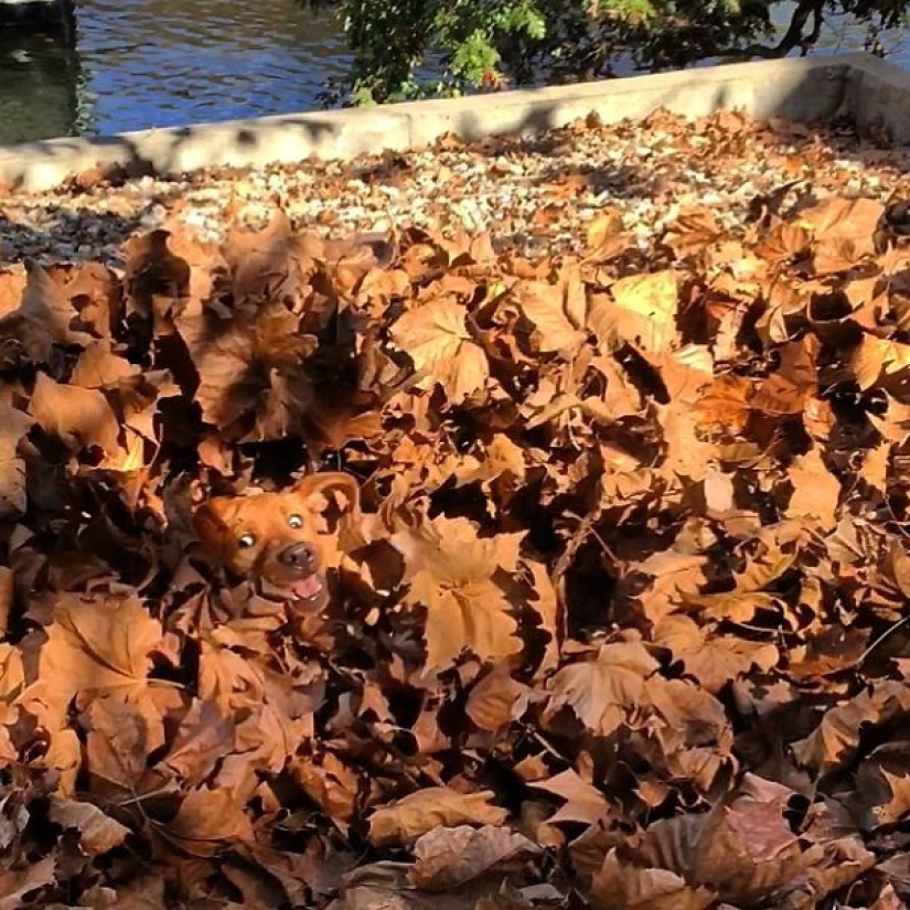 The third extra: masters of disguise, which even an Indian Sharp Eye will not find