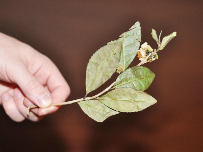 The timing of the decomposition of garbage in pictures