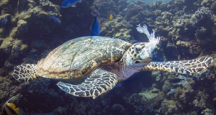 The turtle choked on a plastic bag and would have died of hunger if it hadn't been for this diver The turtle choked on a plastic bag and would have died of hunger if it hadn't been for this diver
