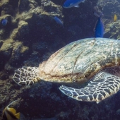 The turtle choked on a plastic bag and would have died of hunger if it hadn't been for this diver