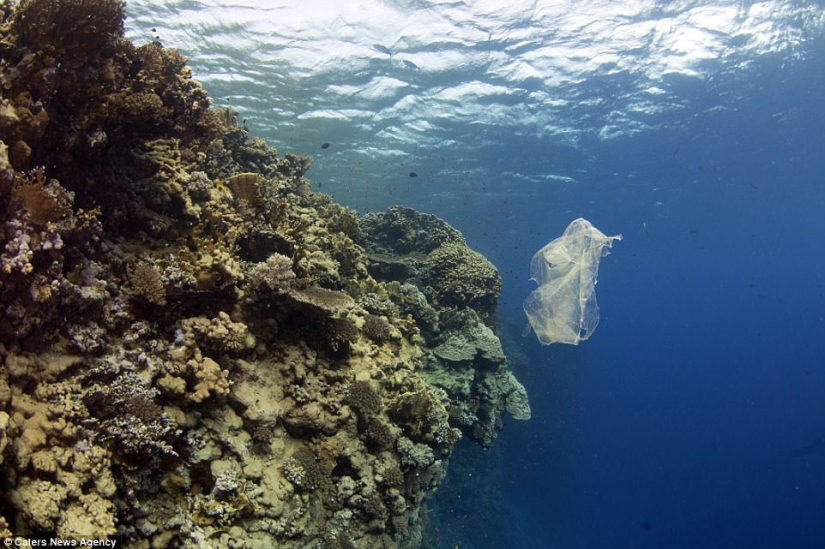 The turtle choked on a plastic bag and would have died of hunger if it hadn't been for this diver The turtle choked on a plastic bag and would have died of hunger if it hadn't been for this diver