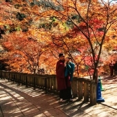 The whole of Japan for a thousand dollars: instructions of a professional traveler