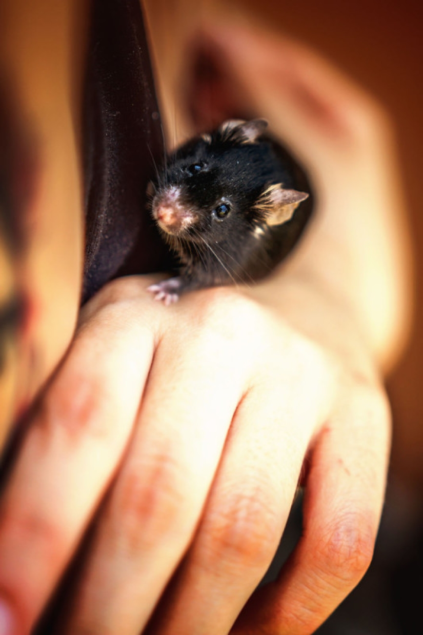 The whole palette of emotions on the faces: laboratory rats were released from cages for the first time