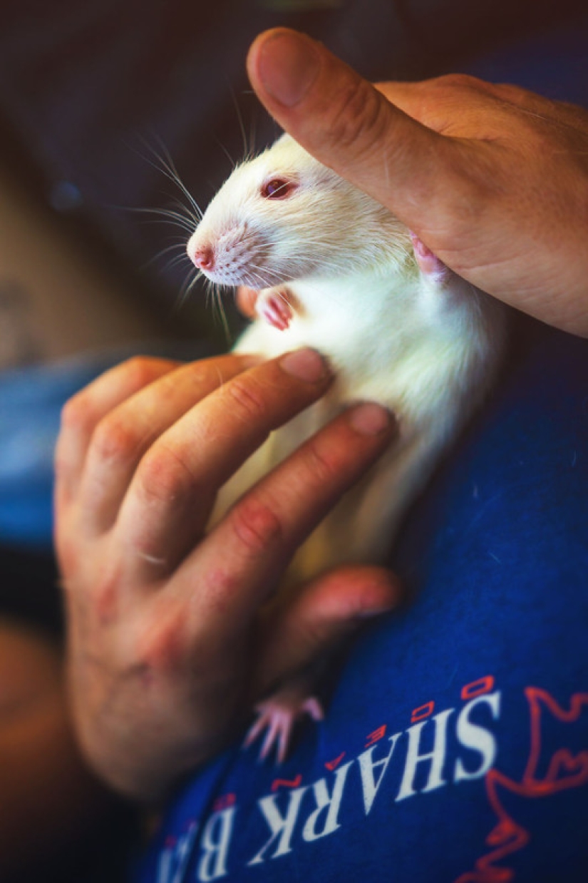 The whole palette of emotions on the faces: laboratory rats were released from cages for the first time