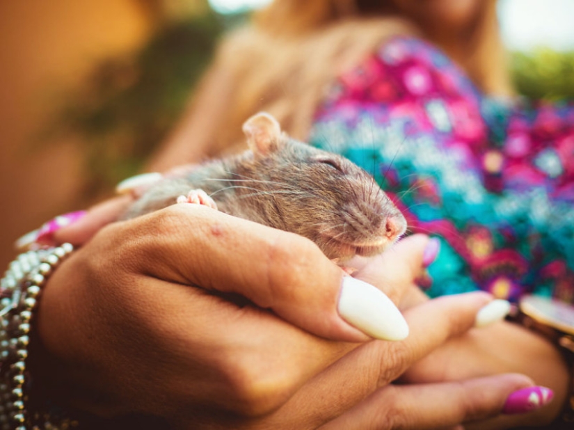 The whole palette of emotions on the faces: laboratory rats were released from cages for the first time