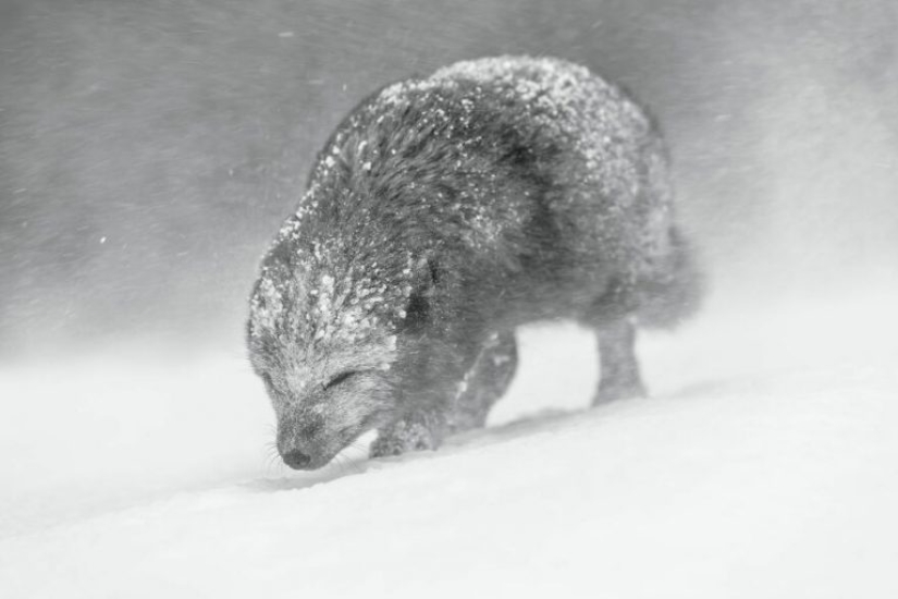The winners of the World Nature Photography Awards 2021 are here and the photos are amazing