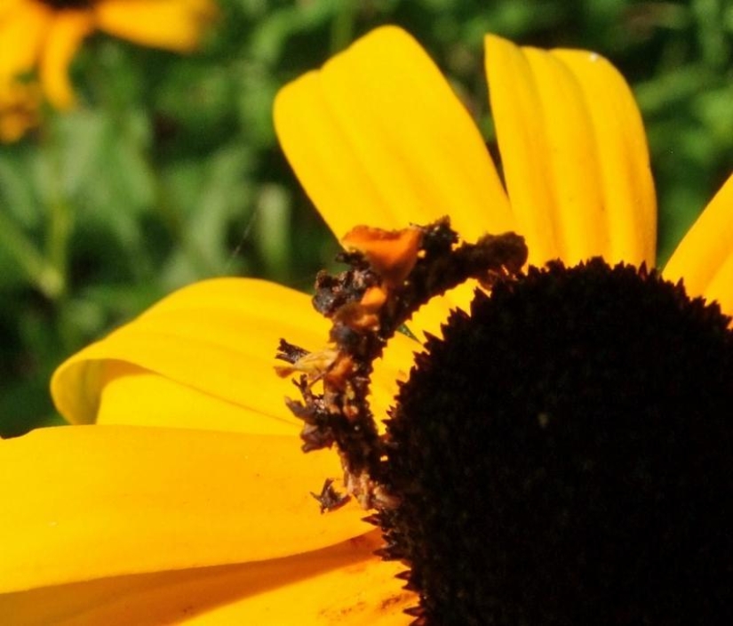 The Wonders of mimicry: Caterpillar-flower