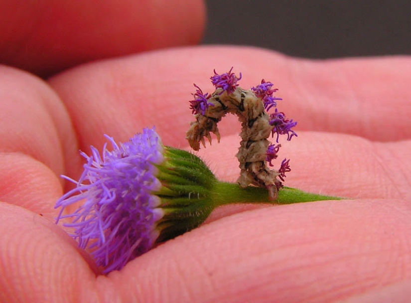 The Wonders of mimicry: Caterpillar-flower