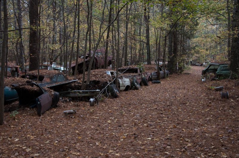The world's largest cemetery of old cars The world's largest cemetery of old cars