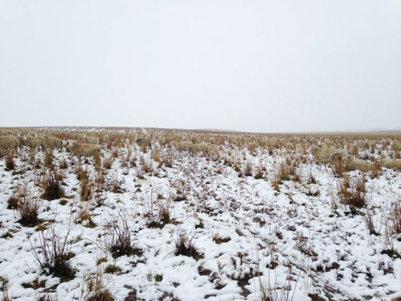 There are 550 sheep in this photo, can you find them?