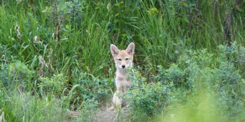There are already more than a million of them: people have created a new predator that is taking over the northeast of the USA There are already more than a million of them: people have created a new predator that is taking over the northeast of the USA