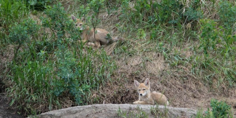 There are already more than a million of them: people have created a new predator that is taking over the northeast of the USA There are already more than a million of them: people have created a new predator that is taking over the northeast of the USA