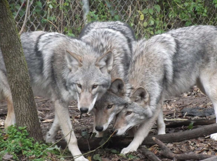 There are already more than a million of them: people have created a new predator that is taking over the northeast of the USA There are already more than a million of them: people have created a new predator that is taking over the northeast of the USA