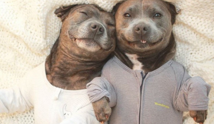 These adorable bull terrier brothers will make your day so much better!