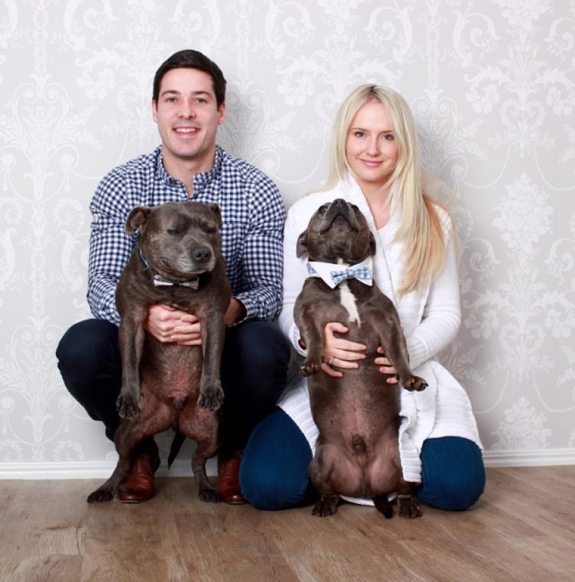 These adorable bull terrier brothers will make your day so much better!