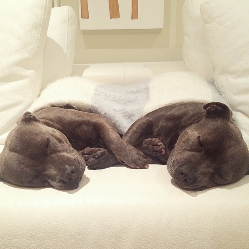 These adorable bull terrier brothers will make your day so much better!