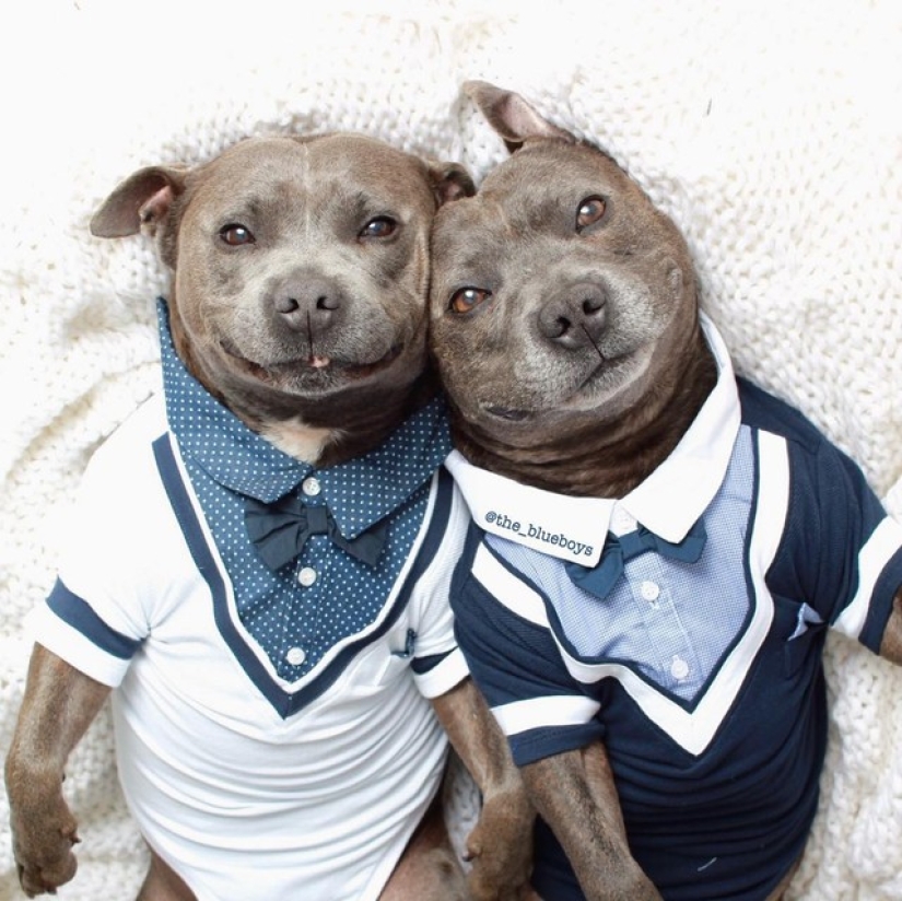 These adorable bull terrier brothers will make your day so much better!