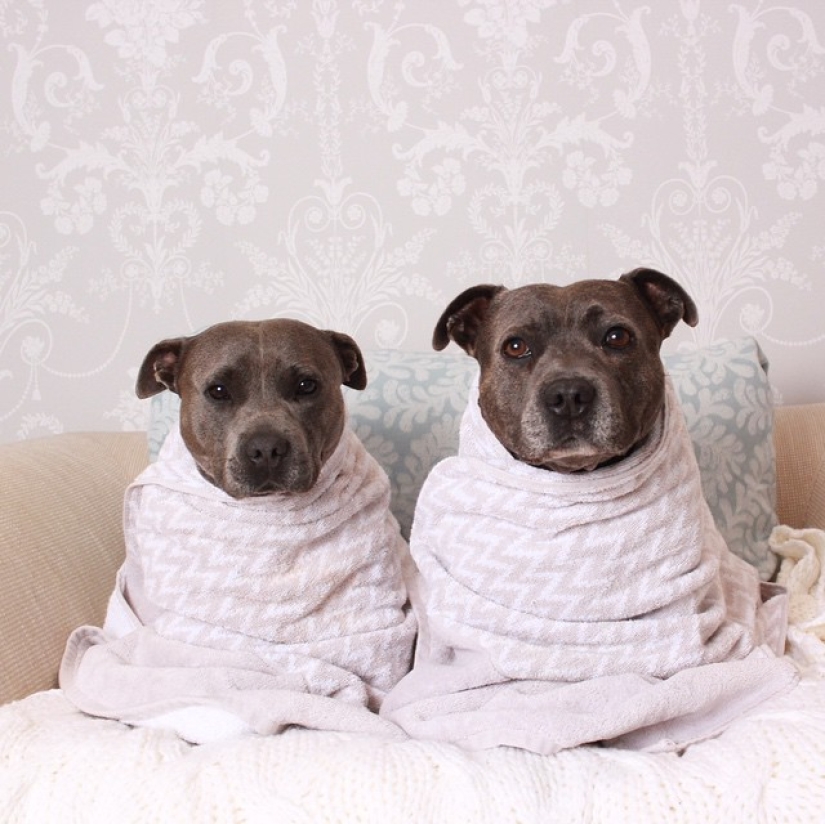These adorable bull terrier brothers will make your day so much better!
