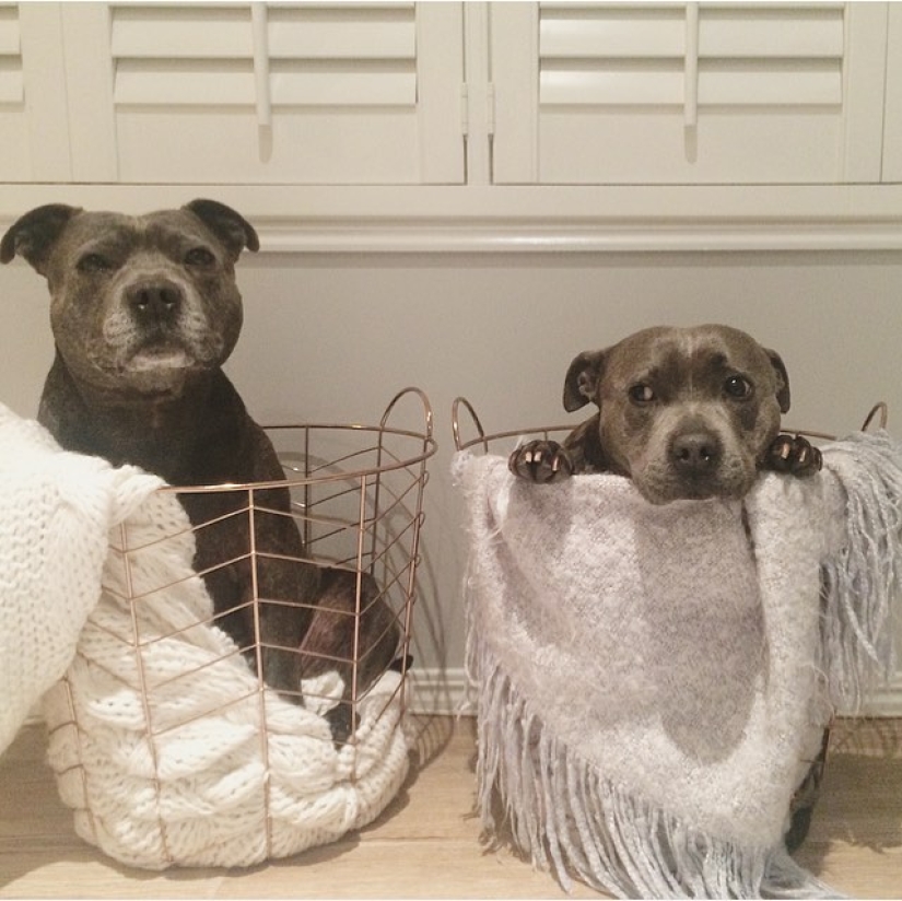 These adorable bull terrier brothers will make your day so much better!