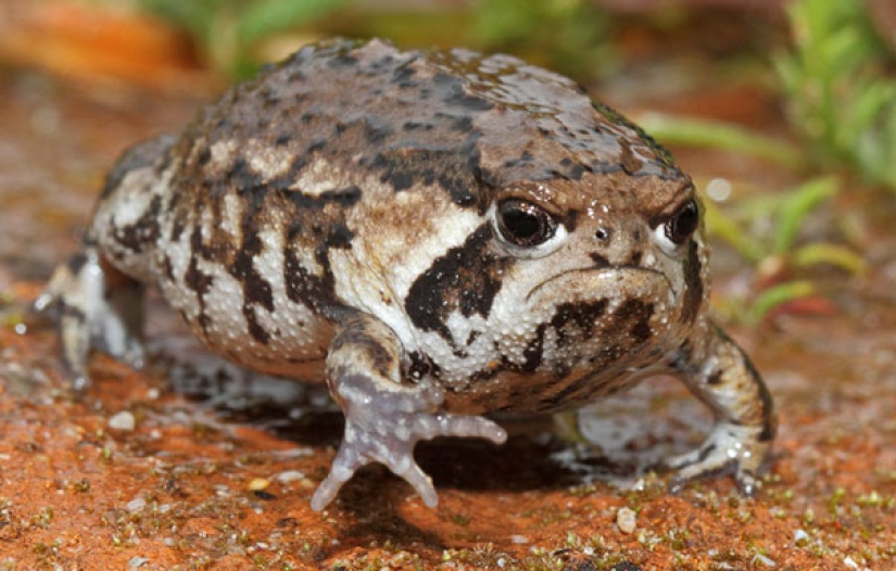 These animals will never become the stars of Animal Planet These animals will never become the stars of Animal Planet